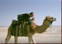 tiger_szene_benigni_kamel